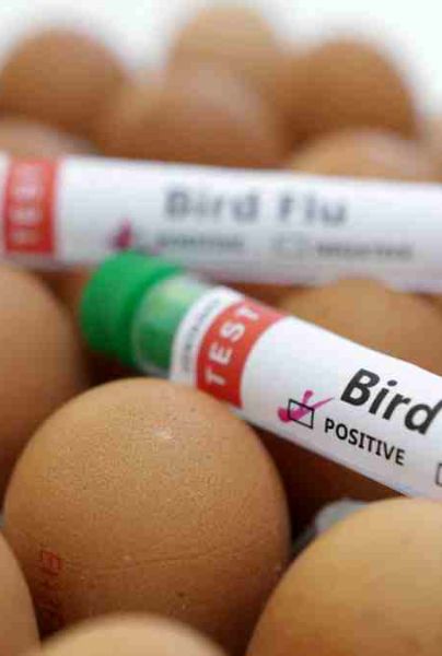Gripe Aviar